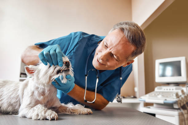 Best Same-Day Emergency Dental Services in Stratford, WI
